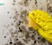 Gloved hand scrubbing black mould on wall surface